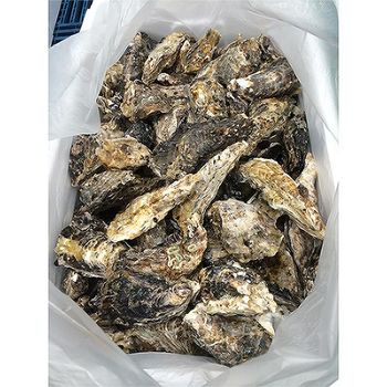 Fine quality frozen oyster half shell with competitive price Style FROZEN Weight (kg) 11 Packaging Bulk Variety OYSTER Type - ASIA-PACIFIC PRODUCE CO., LTD. - Japan