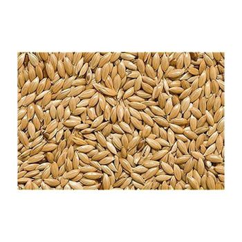Canary seeds wholesale bulk supply available at factory direct price - MASI TRADING GMBH - Germany