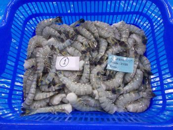 BLACK TIGER SHRIMPS - amigoseafood co - India