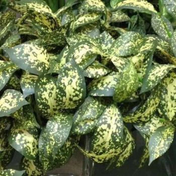 China Hot Selling Wholesale Fresh Cut Flower Star Leaves for Decoration - Kunming Gold Petal Co., Ltd. - China