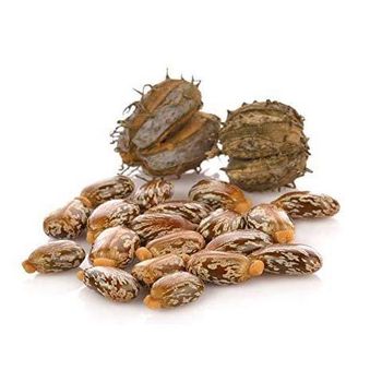 Premium Castor Seeds available in bulk orders wholesale Grade Top Packaging Bulk Type Castor Seeds Product Form Seeds Quality Focus Top-grade - afrivett@gmail.com - South Africa