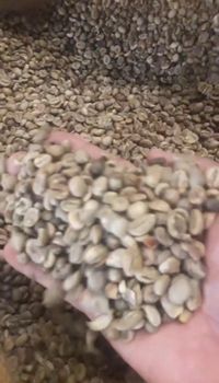Premium coffee bean Black Beans Maximum 2% Broken Beans Maximum 5% Foreign Matter Maximum 0.5% Moisture Content Maximum - ABA GLOBAL company - Indonesia