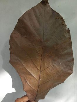 Dried Teak Leaves Simplisia Teak Leaf Grade A Color Natural Brown Origin Blora, Indonesia Moisture Content Low (max 10%) - Tirempah - Indonesia