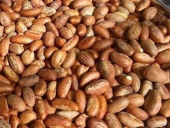 Bitter kola Place of Origin - Franceman Exportation LLP - Nigeria
