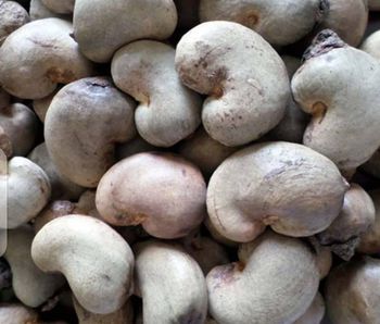 Raw Cashew nuts - Widen Nature Ltd - Rwanda