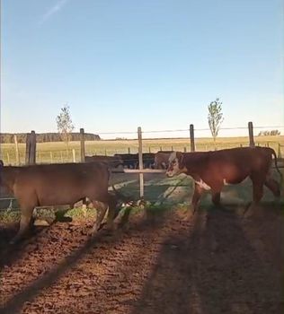 Brazilian fattening calves - ever trust global - Brazil