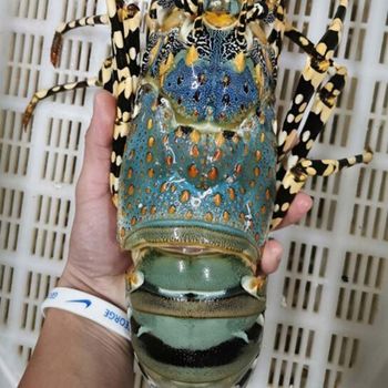 Fresh Live Lobsters Carefully Handpicked For Superior Condition Consistent Sizing And International Distribution Demand - TOSOH INTERNATIONAL - South Africa