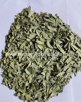 Senna Leaves Purity 100% Natural Processing Method Sun-dried Environmental Conditions Dust-free Environment Packaging 25kg And 50kg Bales With Inner - HARIOM INTERNATIONAL - India