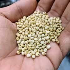 Premium Sorghum Seeds (White Millet / Jowar) - TRADE NEPAL LLC - United States