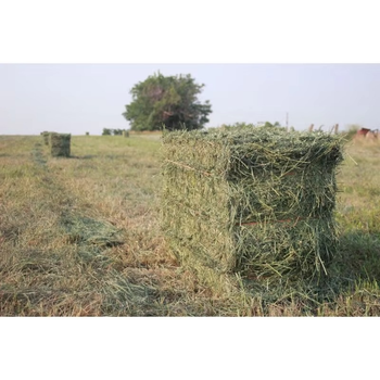 Timothy Hay For Small Animals Premium Timothy Hay With Soft Green Stems And Leaves For Daily Feeding Nutrition - malter group - Tanzania