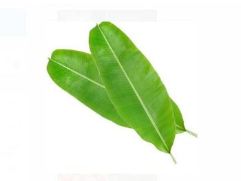 Banana Leaves - Imperial Cargo GUJ - India