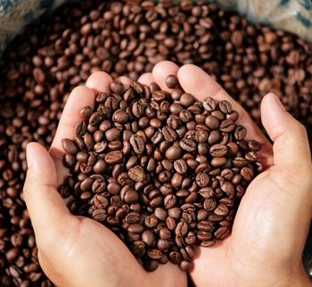 Strong Aroma Traditional Vietnam Robusta Coffee Beans Medium to Dark Roast Packaged in Bag at Best Price - EcoRoma GmbH - Germany