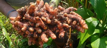Turmeric fingers from Bithifarm pvt ltd Turmeric fingers - Bithifarm pvt ltd - India