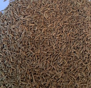 Premium Indian Whole Cumin Seeds (Jeera) – 99.5% Clean – Singapore Grade – Export Quality - Axilion Exim Private Limited - India