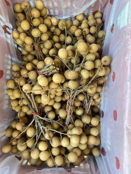 Fresh Longan - Gold Northern Fruit 88 Co., Ltd. - Thailand