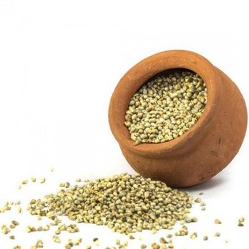 Premium pearl millet bulk supply high quality grains export quality from HIGHPROFILE AGRICULTURE SERVICES LIMITED Premium pearl millet bulk supply high quality grains export quality - HIGHPROFILE AGRICULTURE SERVICES LIMITED - Tanzania