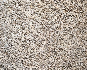 Premium Grade Cumin Seeds 99% Machine Clean;Premium Grade Cumin Seeds 99% Machine Clean – product photo, Grape Seed Powder products found from trusted suppliers, wholesalers, manufacturers & exporters Listing