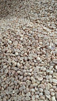Robusta Green Bean Coffee from MegaIndoNaturalGoods Robusta Green Bean Coffee - MegaIndoNaturalGoods - Indonesia