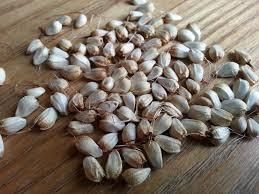 Dried Safflower Seed Grade FOOD Color WHITE Packaging HDPE BAGS Max. Moisture (%) 8% Place of Origin INDIA Storage Type COLD STORAGE - ADEPT IMPEX PVT LTD - India
