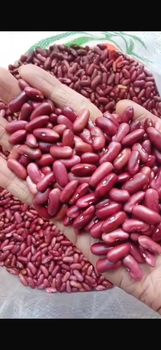 Long Red Kidney beans LRKB - Al Massar Agro - Uganda
