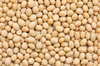 Soya Beans - Climaton Limited - Kenya