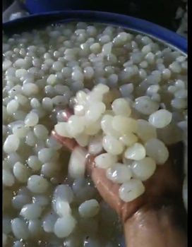 Kaong (Sugar Palm Fruit) Origin Indonesia Price Per Kilogram 1 Usd - PT. Saudara Palawija Bersama - Philippines