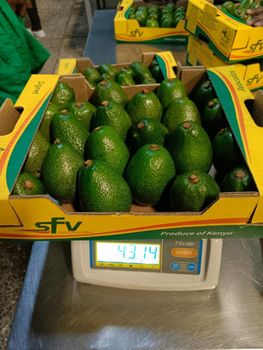 FRESH AVOCADO FOR SELL from malter group FRESH AVOCADO FOR SELL - malter group - Tanzania