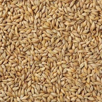 High Quality Malted Barley Available For Bulk Purchase And Retail Sale - MASI TRADING GMBH - Germany