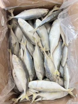 60-80 Indian mackerel Origin China Quality Grade AAA Storage Temperature -18°C Or Below Packaging Details 60-80 Pcs Per 10 Kg Carton With 10% - Quanzhou Baisheng Aquatic products Co.,Ltd - China