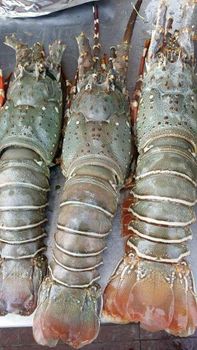 Top Manufacturer Whole Frozen Raw Lobster Tails Premium Grade Vacuum Pack France Export Quality - CPW TRADE LTD - United Kingdom