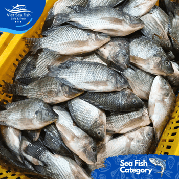 Frozen Tilapia WR Net Weight 10 Kgs Packing Method Iqf Glazing Percentage 10% Net Weight Percentage 90% Minimum Order Quantity 10 - Viet Sea Fish Ltd., Co. - Vietnam