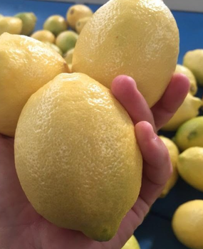 Lemon from The Docking Bay Lemon - The Docking Bay - South Africa