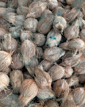 TROPICAL FRESH COCONUTS For Sale Naturally Refreshing,Premium Quality Coconuts Medium Size 11.7kg Bags from Sosa Merchant Solutions TROPICAL FRESH COCONUTS For Sale Naturally Refreshing,Premium Quality Coconuts Medium Size 11.7kg Bags - Sosa Merchant Solutions - Austria