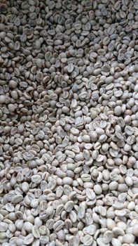 Arabica Green Coffee Beans from Medha Nusantara Arabica Green Coffee Beans – product photo, Long Green Beans products found from trusted suppliers, wholesalers, manufacturers & exporters Listing