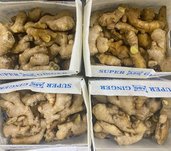 SUPER FRESH HARVEST WHOLE GINGER LARGE SIZE,HIGH FIBER STRENGHT GINGER 13kg - Sosa Merchant Solutions - Austria