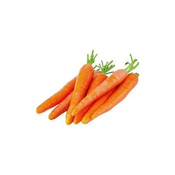 Carrot from AMYZ agricultural investment company Carrot - AMYZ agricultural investment company - Egypt