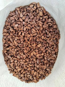 Cocoa Beans - TG GRUOP CROP COMPANY LIMITED - Thailand