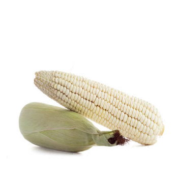 Non-GMO Best Quality Non-Glutinous White Dried Maize Corn Thailand Origin 24 Months Shelf Life 25kg Good Price Wholesale Sale - Carla Pisselli Commercio - Brazil
