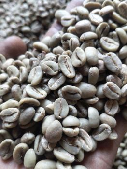 Coffee arabica green Bean - CV coffee and spices  - Indonesia