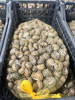 edible snails - SNAILSLANDIA, s.r.o. - Slovakia