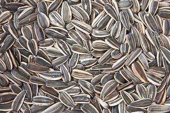 Sunflower Seeds Free Stock Photo - Public Domain Pictures - Balingi Trading Company (PTY) Ltd - South Africa