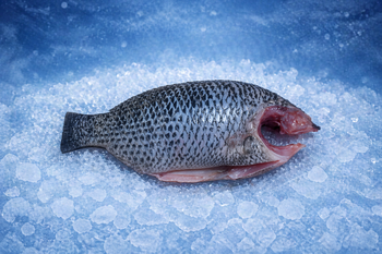 Tilapia Moon Cut or Tilapia Moon-Cut Fillet – product photo, Top Quality Products