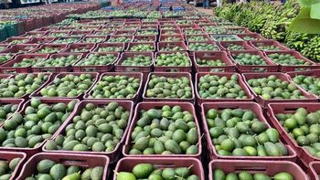 Hass Avocado - Am star group trading plc - Ethiopia