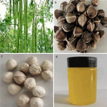 Moringa Seed Oil - NUTRIDIET LDA - United Kingdom