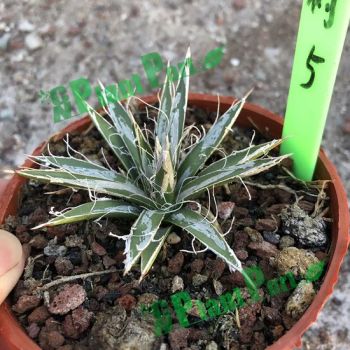 Agave Tomeyana Spp. Bella Export Seller Cnplantport Live Plants Nursery and Wholesale - Xiamen Plant-Port Technology Co., Ltd. - China