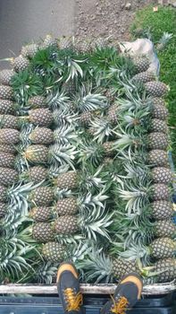 Fresh Pineapples - PT Dethala Agro Indonesia - Indonesia
