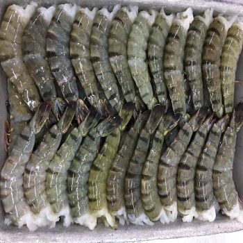 High Quality Frozen Black Tiger Shrimp BQF Freezing Process 15kg Bulk Packaging 2 Year Shelf Life Stock - CPW TRADE LTD - United Kingdom