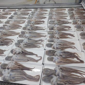 Frozen Fresh Octopus Selected From Quality Catch Sources With Firm Texture And Excellent Market Demand Potential - TOSOH INTERNATIONAL - South Africa