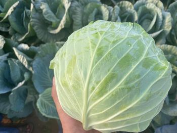 Fresh Cabbage Shape Round Texture Firm Color Pale Green To White Harvest Condition At Peak - Max mark - Egypt