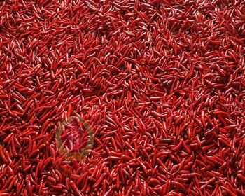 Red Chilli Pepper Grade A Color Red Style Fresh Shape Stick Weight (kg) 25 Type Chilli & Pepper Brand Name Fruit King Ingredients Red - ASIA WINNER INDUSTRIAL LIMITED - Myanmar